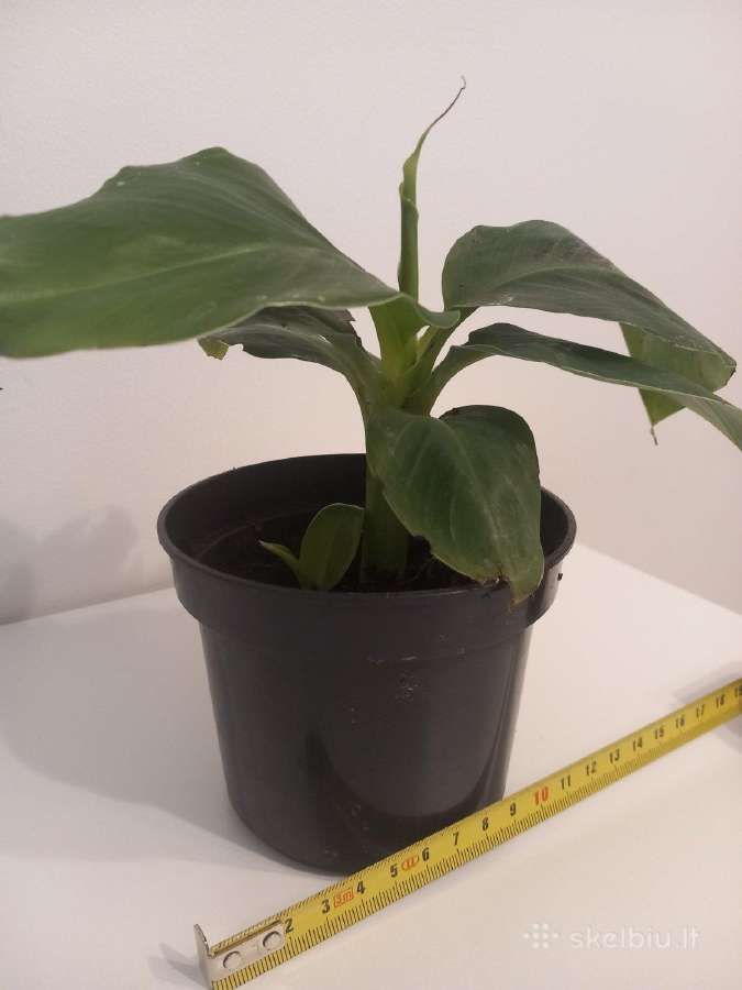 Bananas augalas - nuotraukos Nr. 4