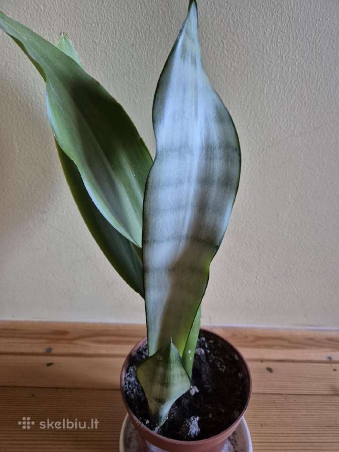 Išpardavimas -30% - nuotraukos Nr. 4