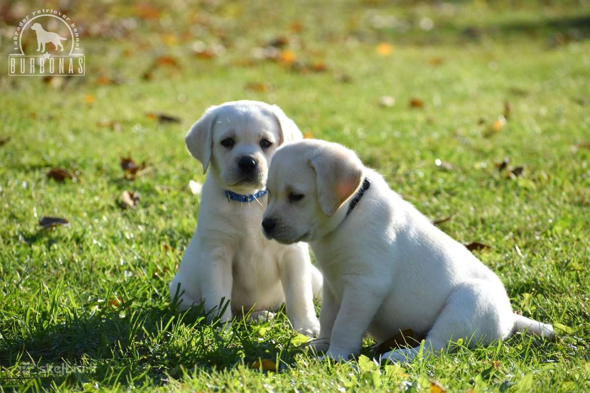Labradorų veislynas "Burbonas"!