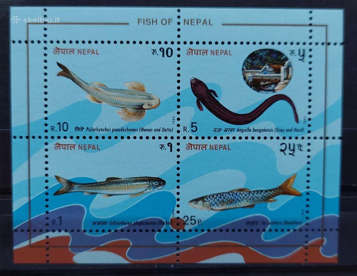 Nepalas 1993 žuvis, švarus Michel block3
