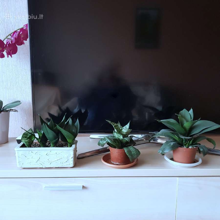 Kambarinė Gėlė Sansevieria - nuotraukos Nr. 7