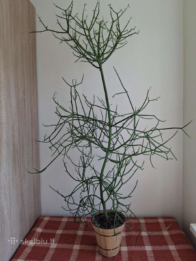 Augalas Lazdelinė Karpažolė