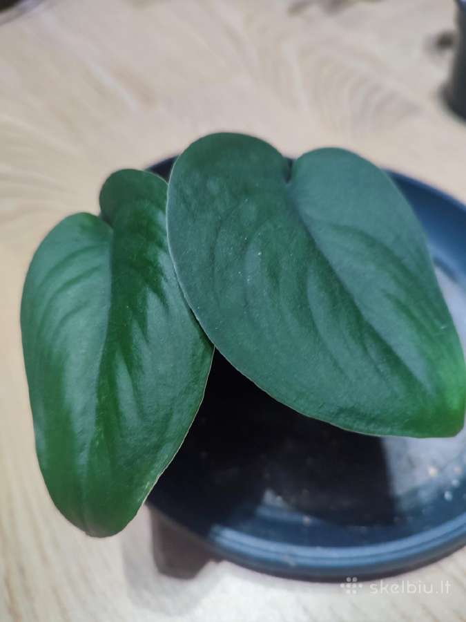 Scindapsus jade satin