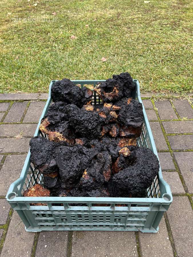 Juodasis beržo grybas čaga (chaga,čiaga) - nuotraukos Nr. 7