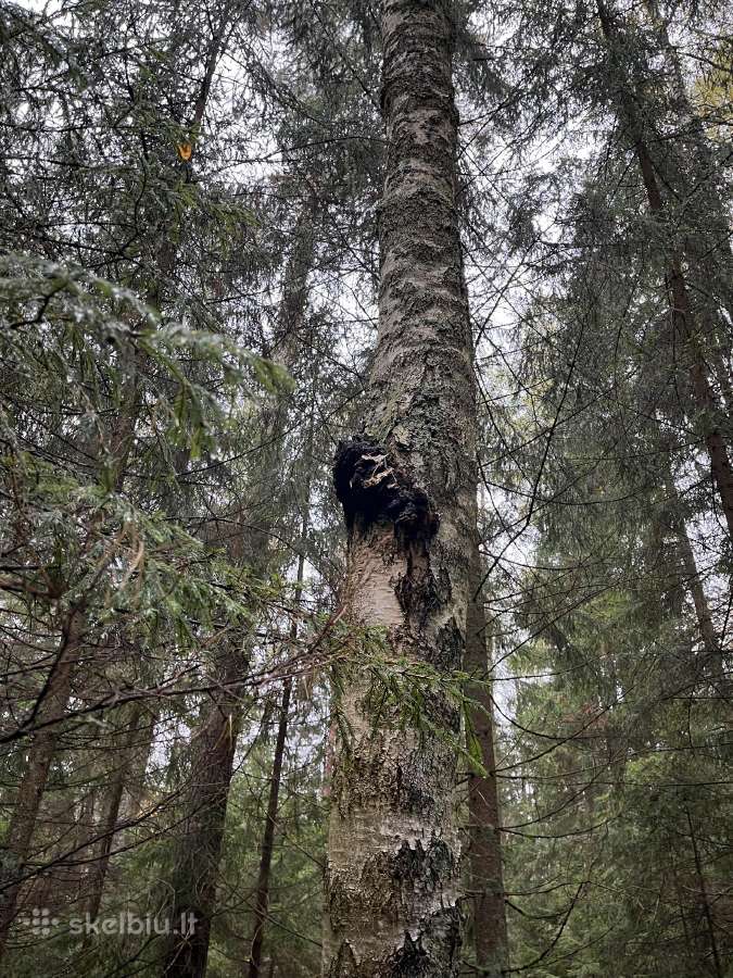 Juodasis beržo grybas čaga (chaga,čiaga) - nuotraukos Nr. 8