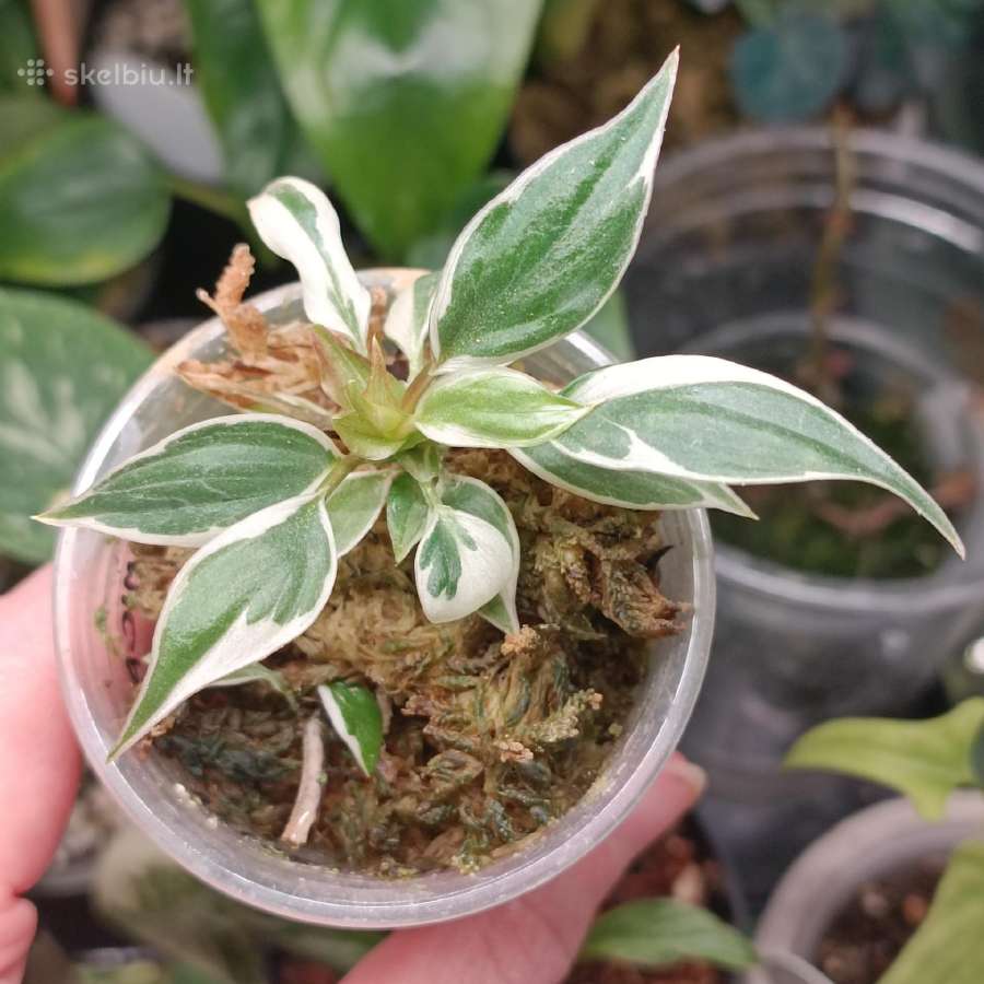 Philodendron Micans Velvet Halo