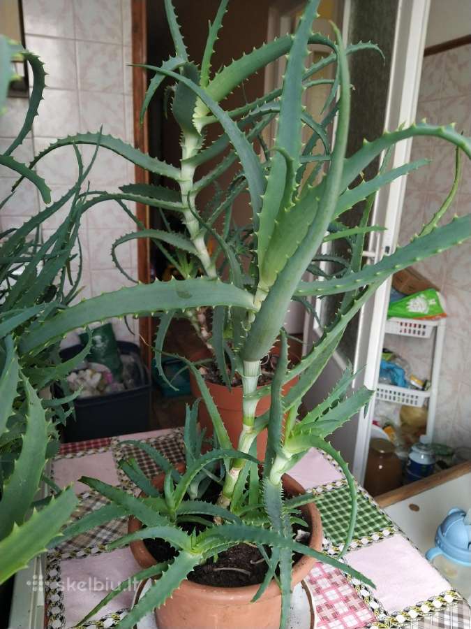 Parduodu alijošius - nuotraukos Nr. 5
