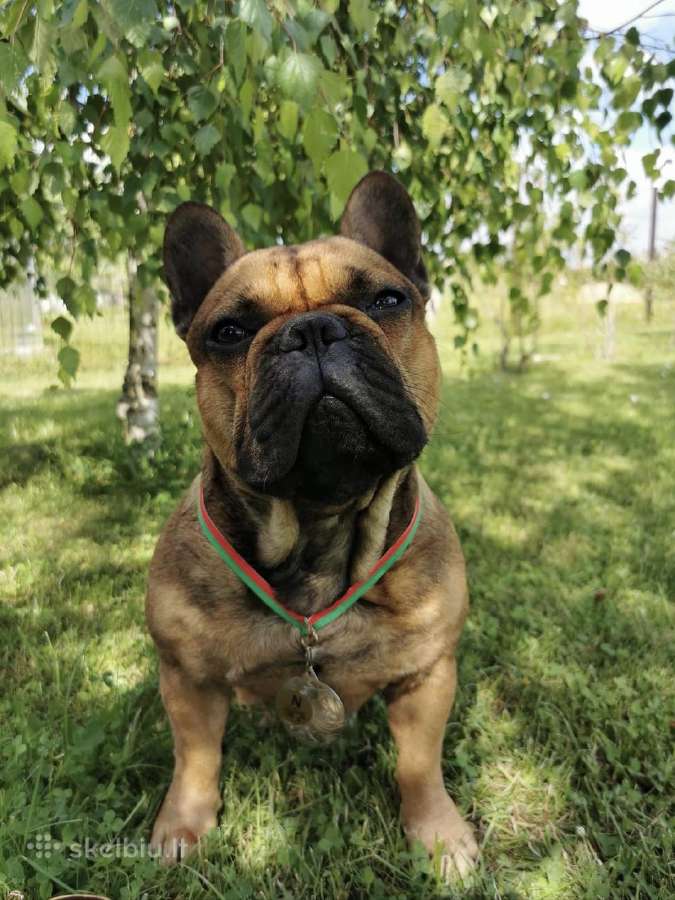 Kilmingas prancūzų buldogas pasimatymams - nuotraukos Nr. 6