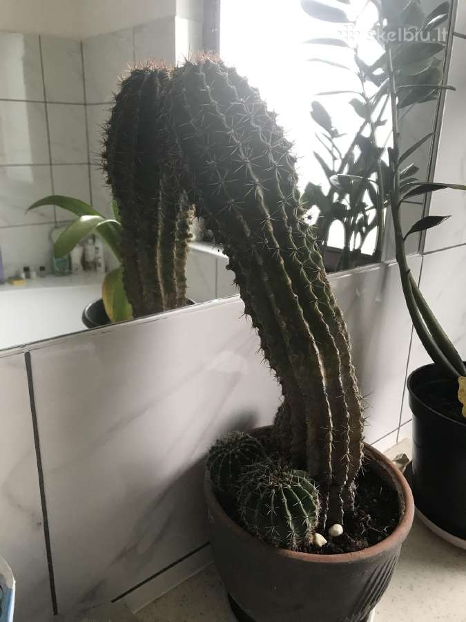 Kaktusas - nuotraukos Nr. 4