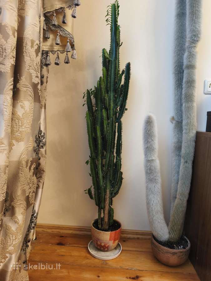Kaktusas apie 120 cm.