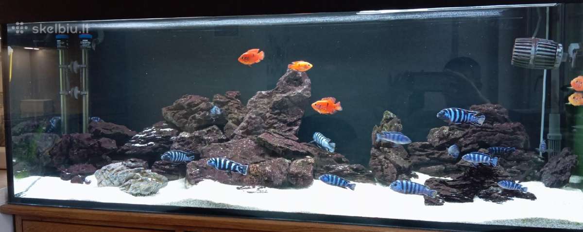 Akmenys akvariumui Seyriu stone