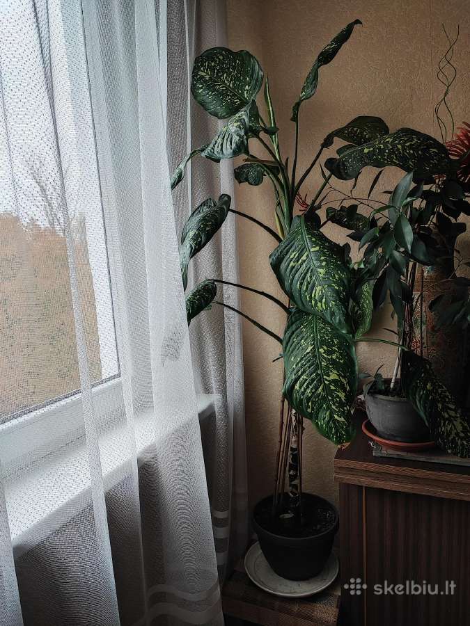 Aukšta difenbachija lapuota palmė 158 cm