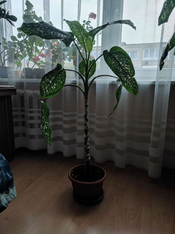 Difenbachija graži naminė palmė
