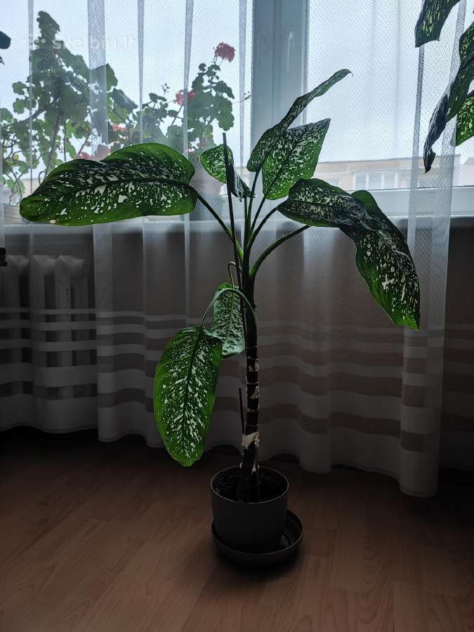 Gėlė difenbachija palmė