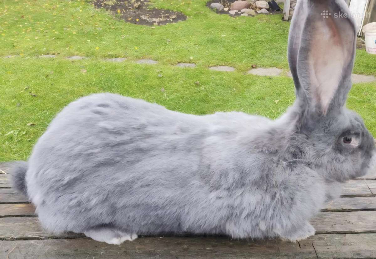 Belgų milžinai,vokiečių drugeliai, vienos pilkieji - nuotraukos Nr. 8
