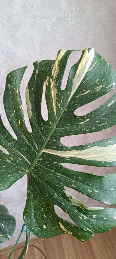 The Monstera Thai Constellation 'Crme Brle'(? - nuotraukos Nr. 8