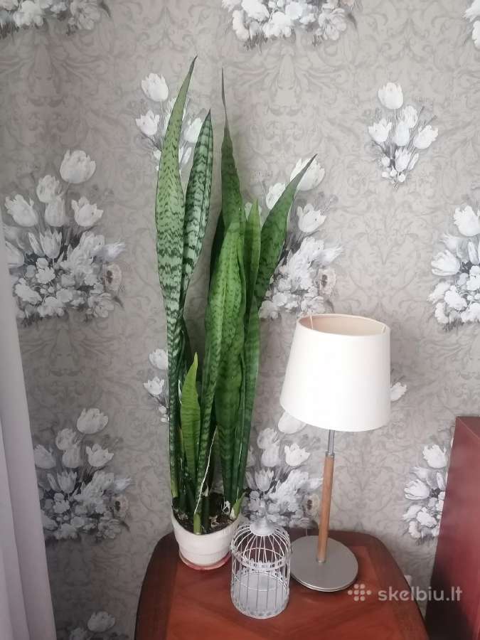 Didelė sensivjera
