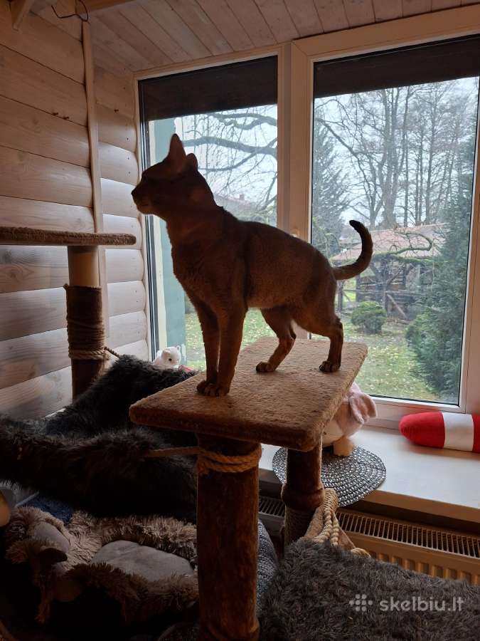 Jaunas lb grazus Abisinas kviecia į pasimatymą