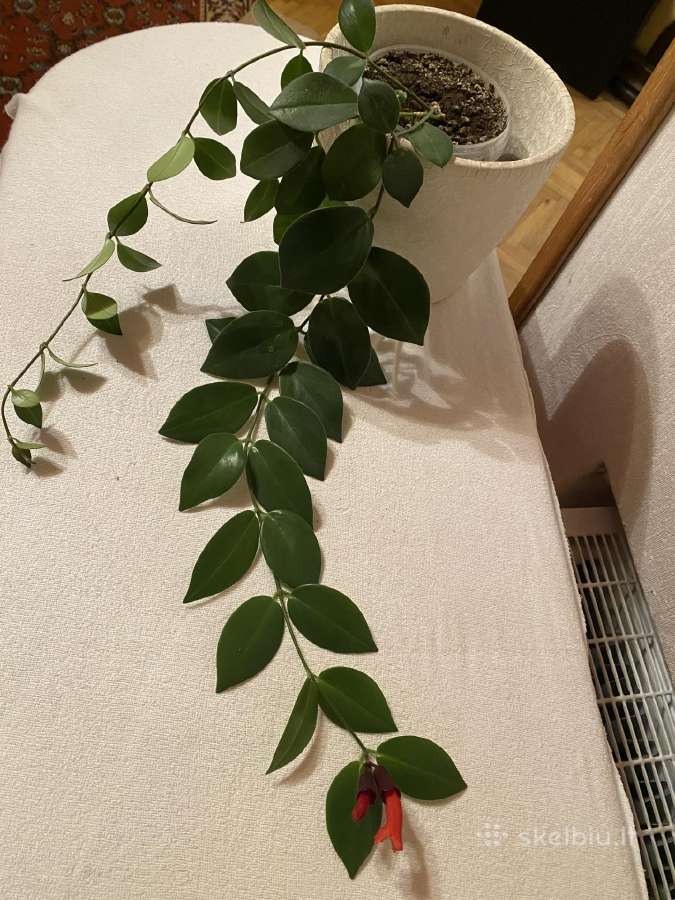 Aeschynanthus - nuotraukos Nr. 2