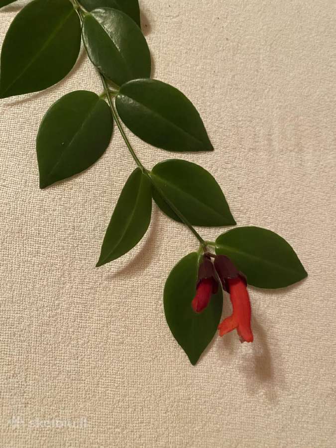 Aeschynanthus - nuotraukos Nr. 3