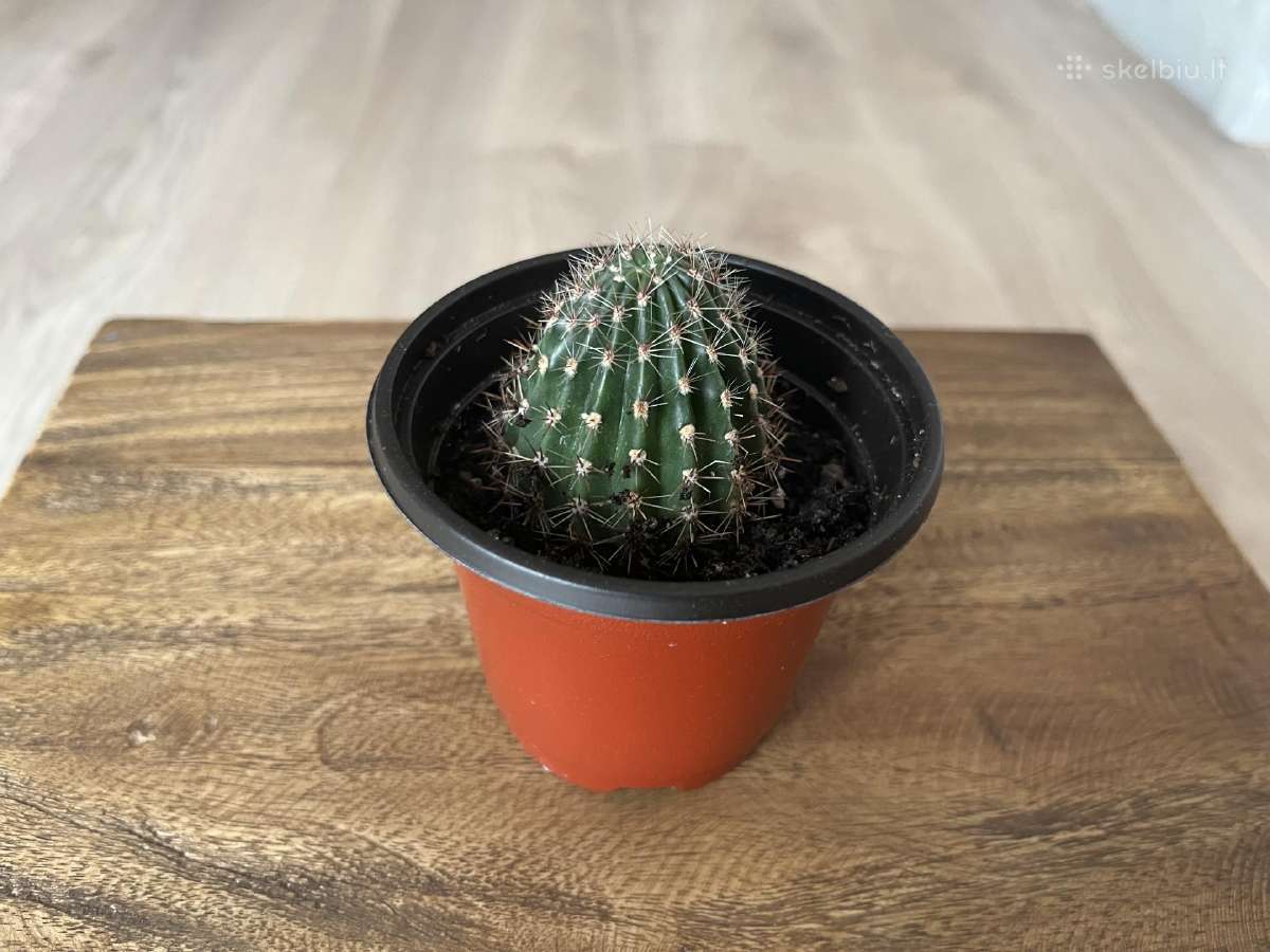 Echinopsis kaktusas