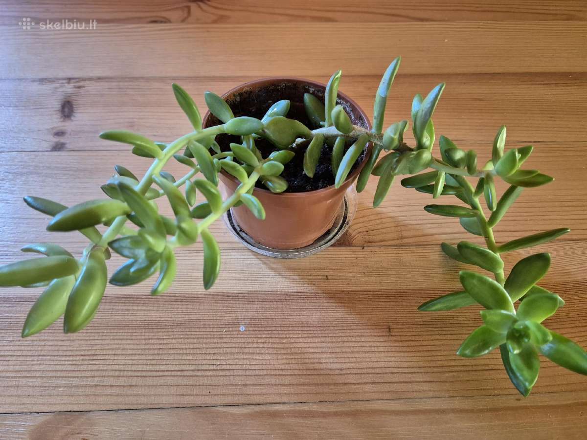 Išpardavimas -30% - nuotraukos Nr. 17