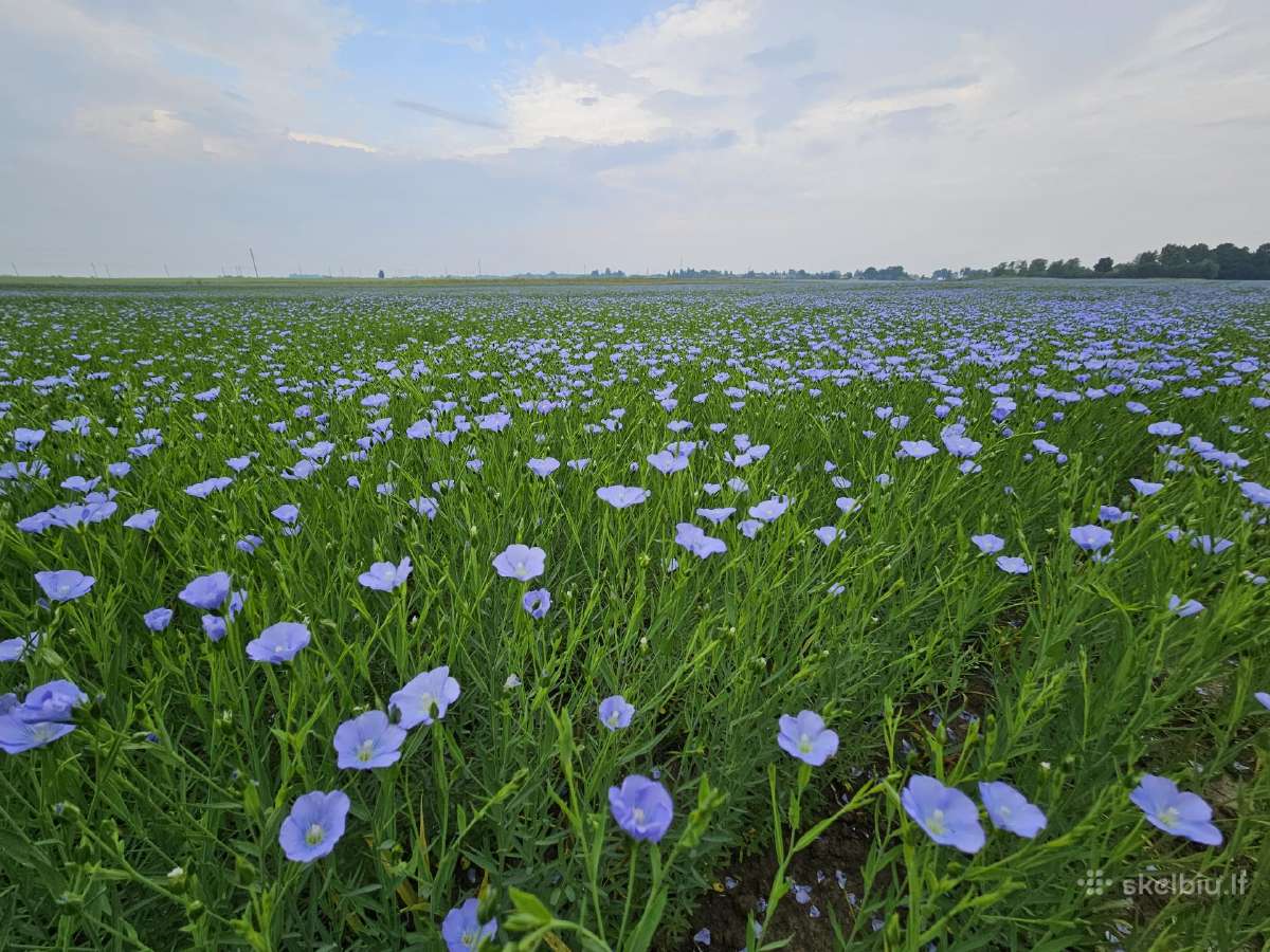Sėmenų Kanapių Moliūgų Margainio Aliejus - nuotraukos Nr. 3