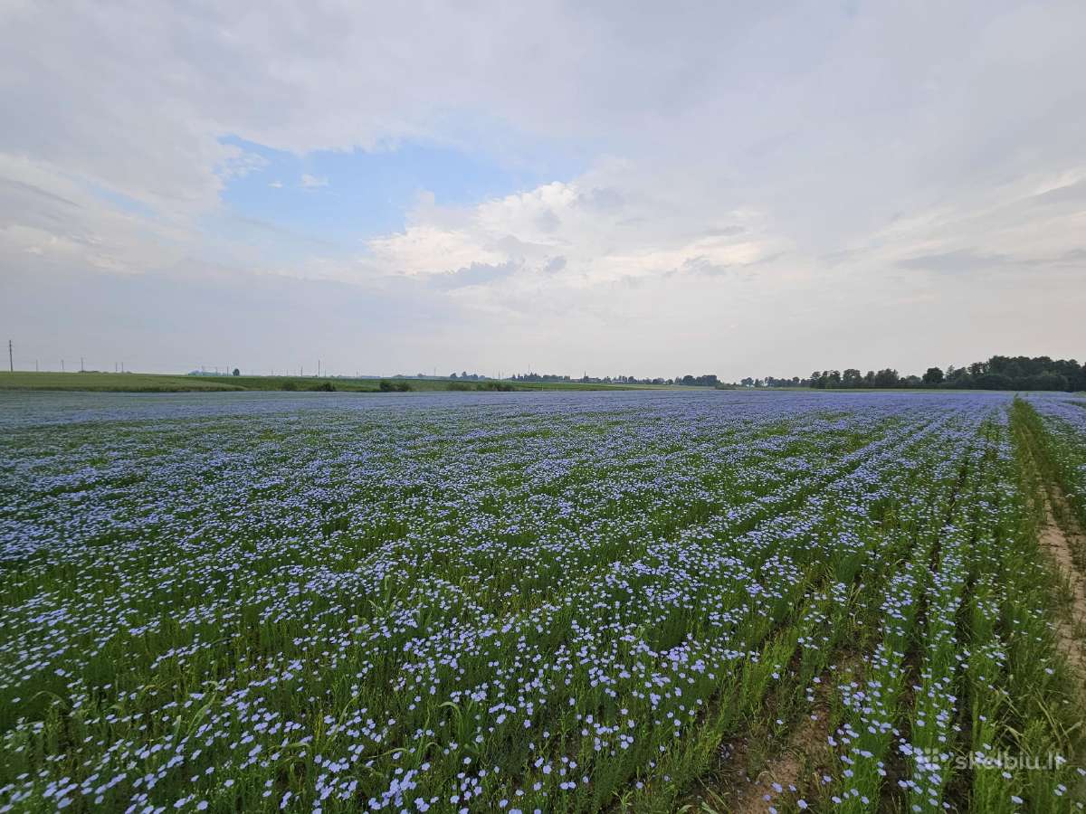 Sėmenų Kanapių Moliūgų Margainio Aliejus - nuotraukos Nr. 4