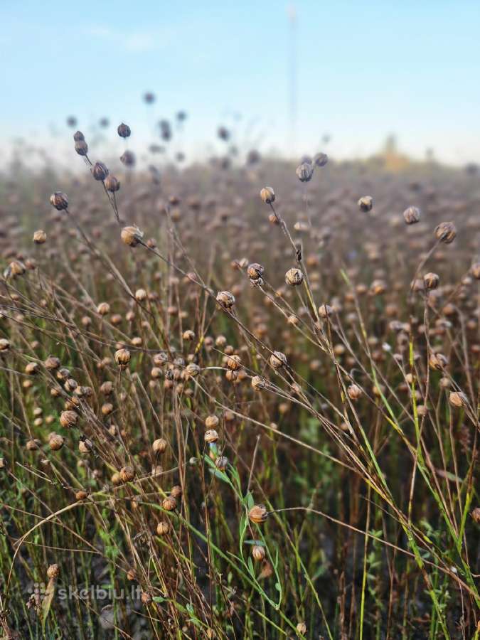 Sėmenų Kanapių Moliūgų Margainio Aliejus - nuotraukos Nr. 5