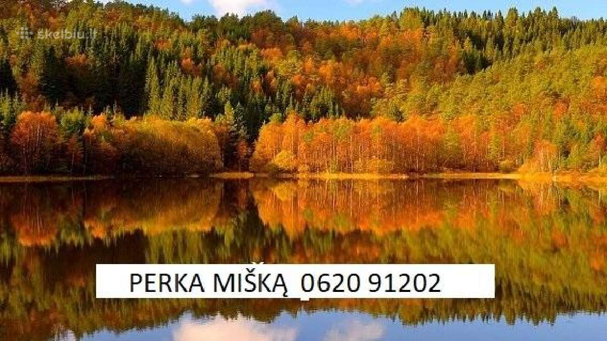 Įmonė brangiai perka įvairų mišką visoje Lietuvoje
