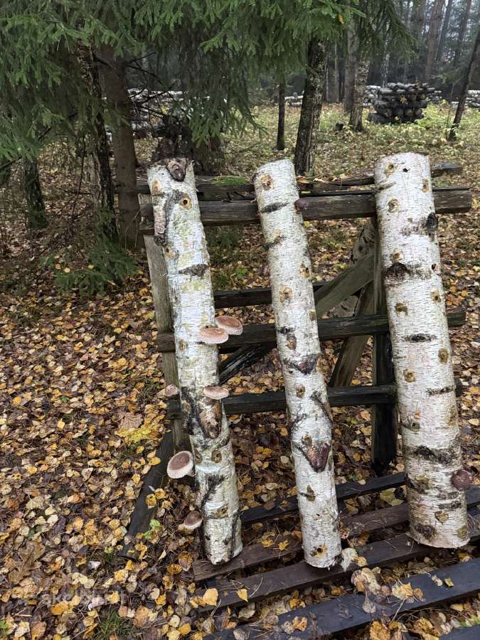 Shiitake grybai. Auginimas, rąstelių paruošimas, - nuotraukos Nr. 5