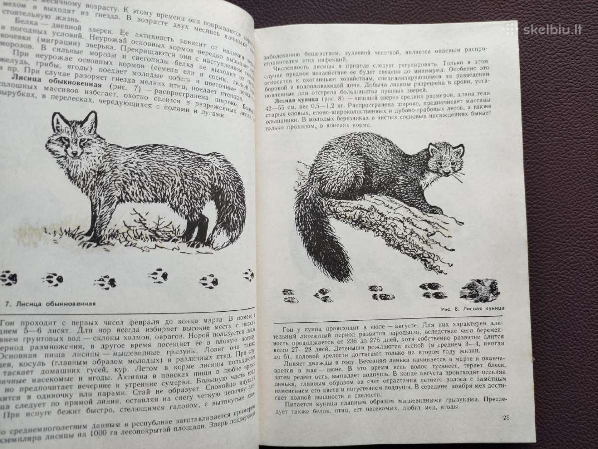 Medžiotojo patarėjas -1979 m. - nuotraukos Nr. 7