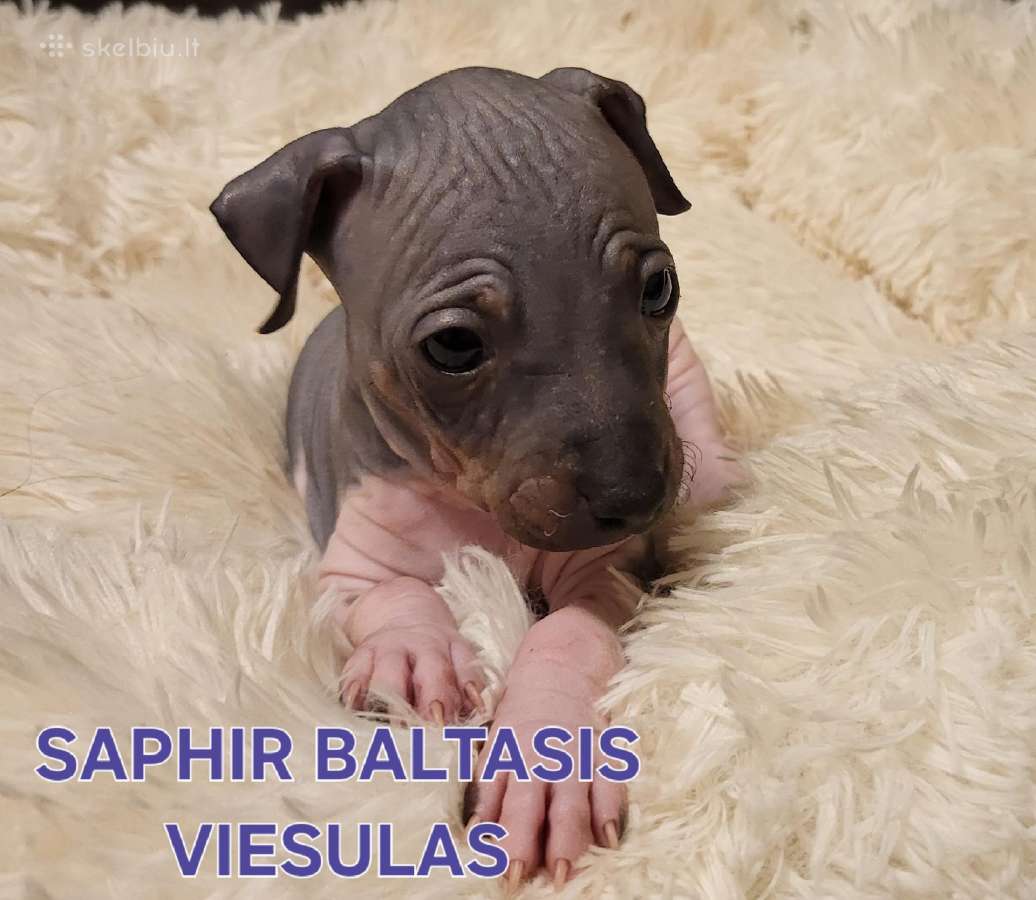 Amerikiečių Plikasis Terjeras - nuotraukos Nr. 20