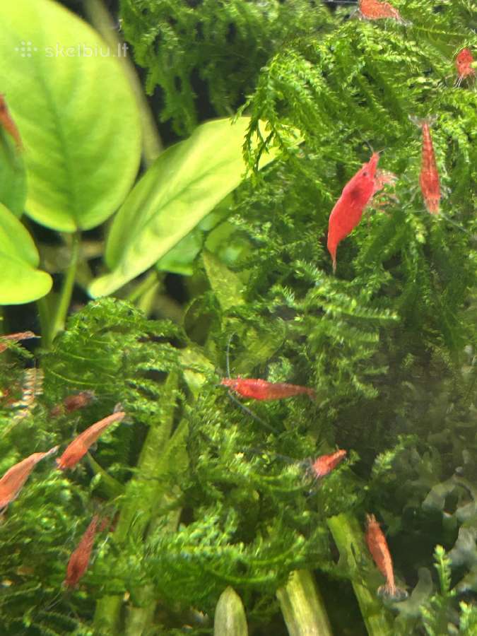 Krevetės neocardina red cherry