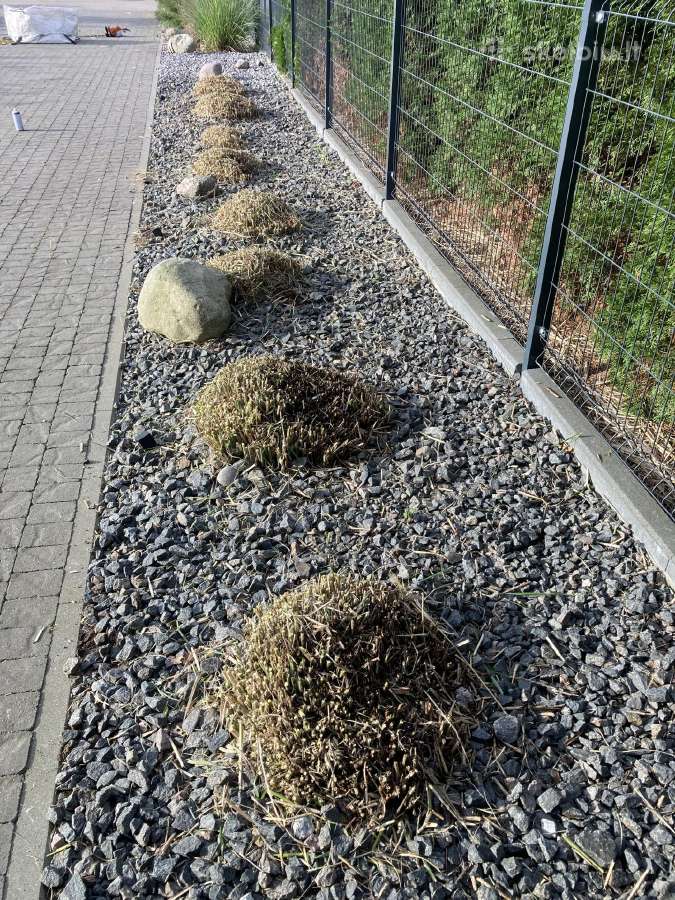 Gyvatvorių kirpimas, sodų purškimas - nuotraukos Nr. 8