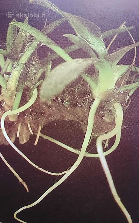 Akvariumo priežiūros vadovas - nuotraukos Nr. 4