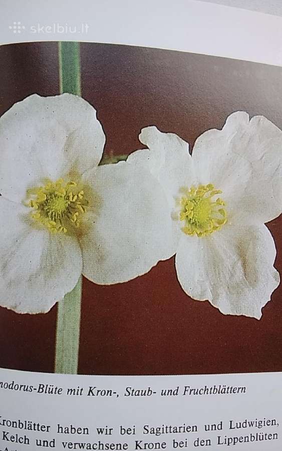 Akvariumo priežiūros vadovas - nuotraukos Nr. 5