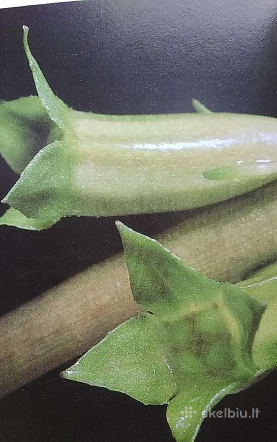 Akvariumo priežiūros vadovas - nuotraukos Nr. 7