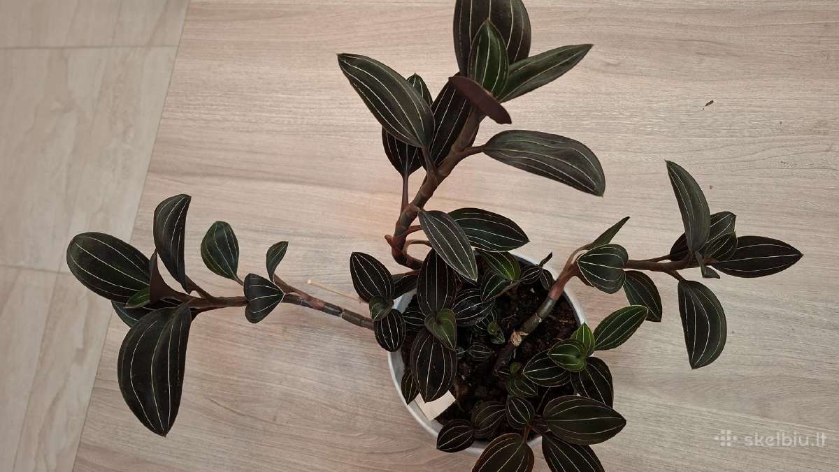 Ludisija discolor-orchidėja - nuotraukos Nr. 14