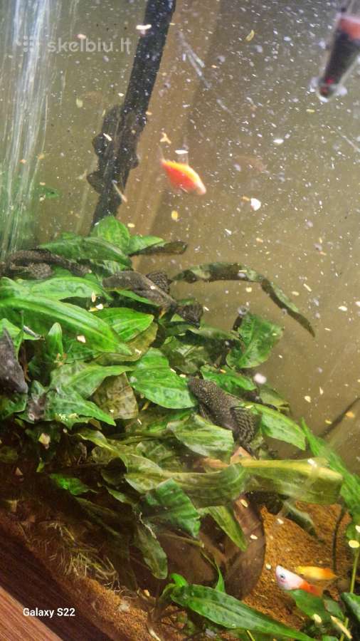 Parduodami ancitrusai