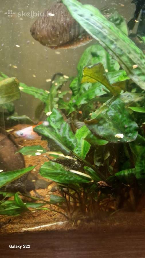 Parduodami ancitrusai - nuotraukos Nr. 3