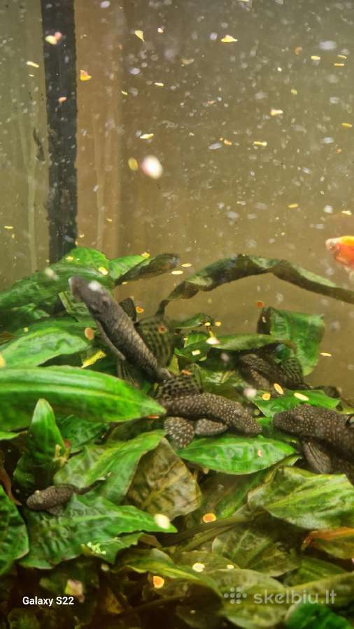 Parduodami ancitrusai - nuotraukos Nr. 5