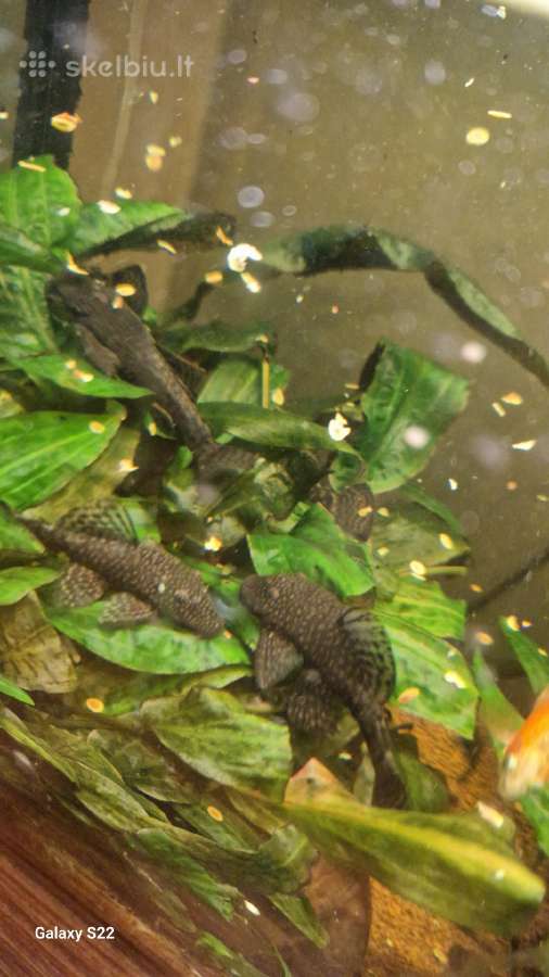 Parduodami ancitrusai - nuotraukos Nr. 6
