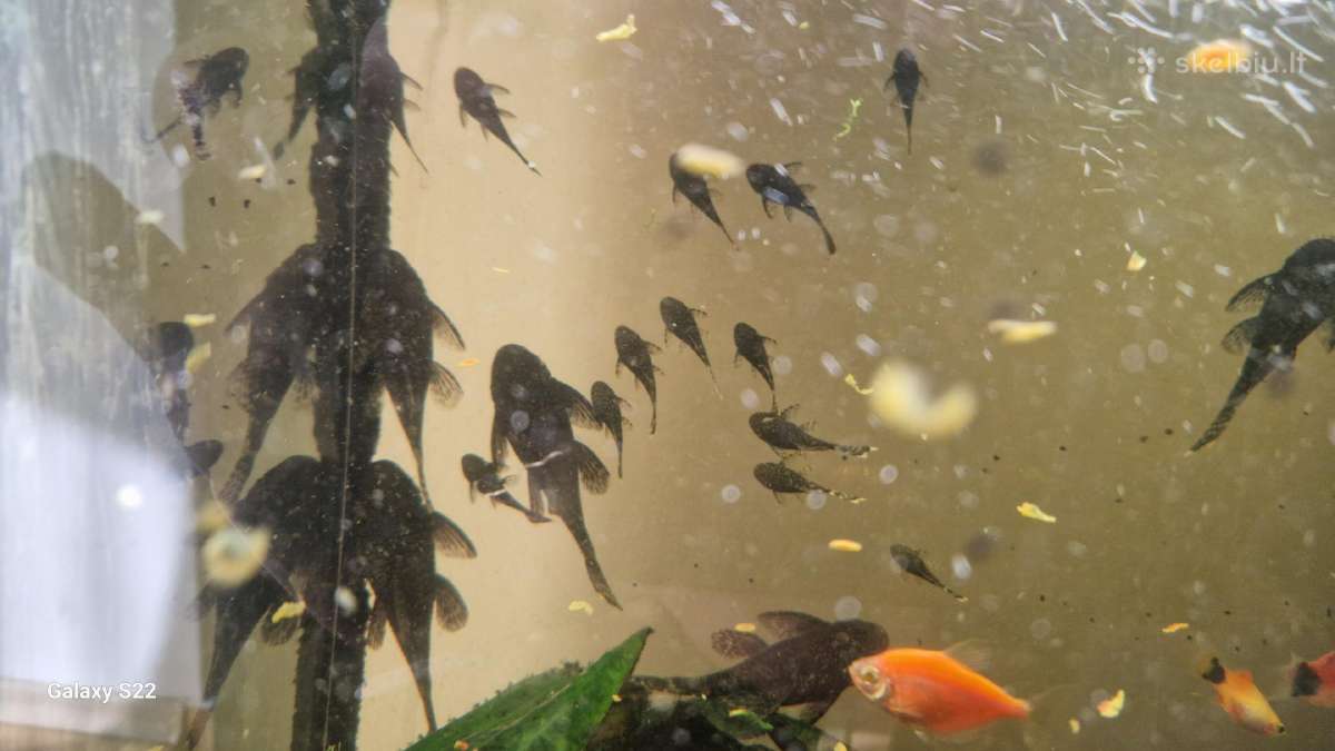 Parduodami ancitrusai - nuotraukos Nr. 7