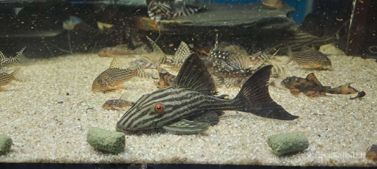 L šamai, pleco, žuvys, žuvytės - nuotraukos Nr. 11
