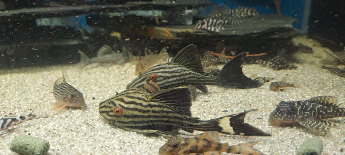 L šamai, pleco, žuvys, žuvytės - nuotraukos Nr. 12