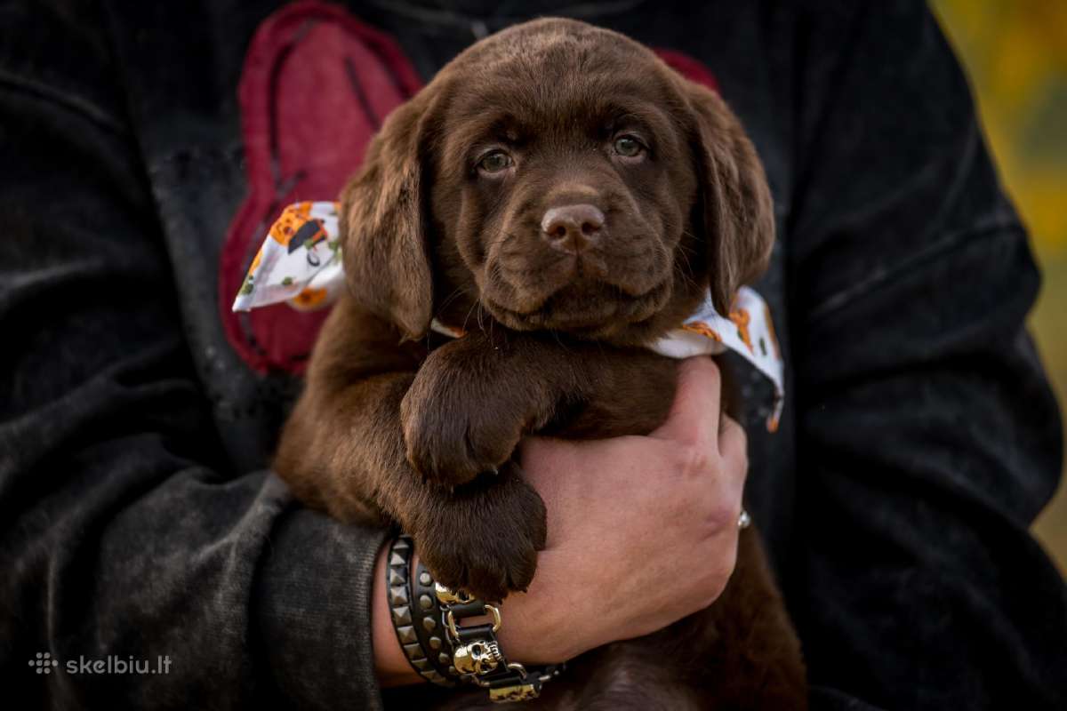Labradoro Retriveriai Šokoladinės spalvos - nuotraukos Nr. 8