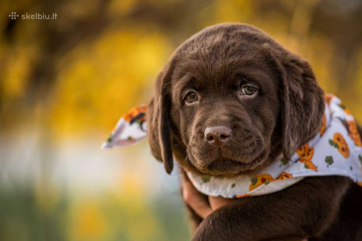 Labradoro Retriveriai Šokoladinės spalvos - nuotraukos Nr. 9