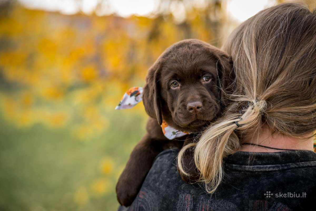 Labradoro Retriveriai Šokoladinės spalvos - nuotraukos Nr. 11