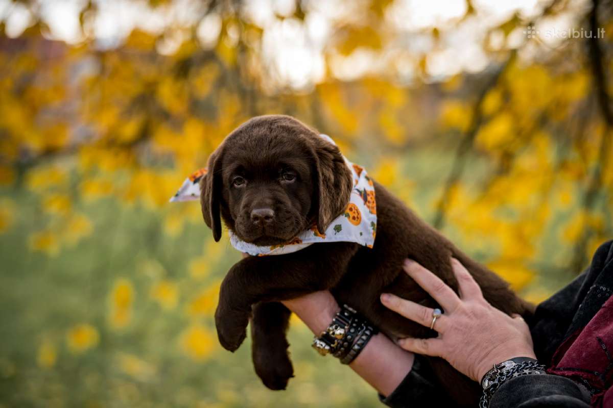 Labradoro Retriveriai Šokoladinės spalvos - nuotraukos Nr. 15